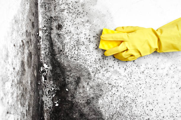 Best Attic Mold Removal  in South Hill, WA
