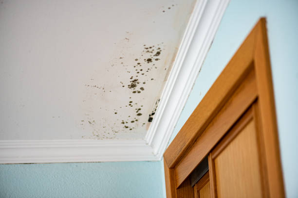 Best Office Mold Removal Services  in South Hill, WA