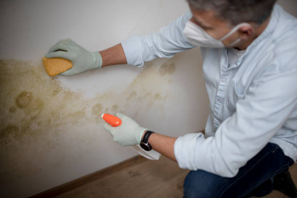 Best Affordable Mold Removal  in South Hill, WA