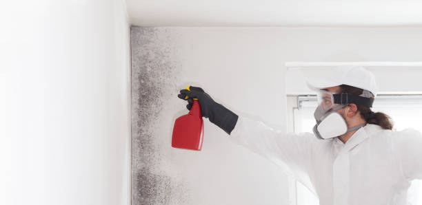 Reliable South Hill, WA Mold Removal Solutions