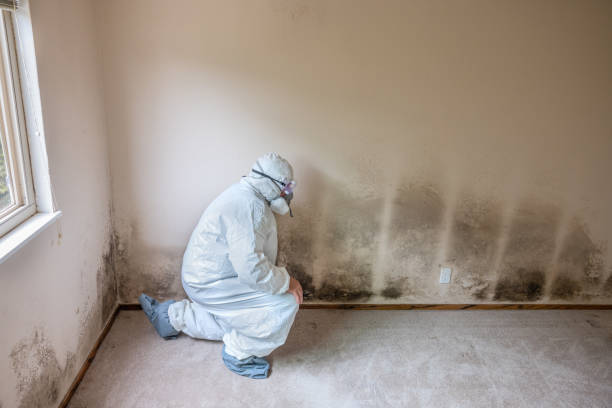 Best Mold Cleaning Services  in South Hill, WA