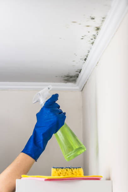 Best Mold Testing  in South Hill, WA