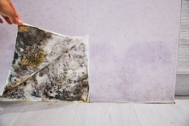 Best Mold Remediation  in South Hill, WA